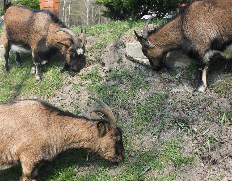 Mazowieckie Siolo Julianowka Villa Bagian luar foto